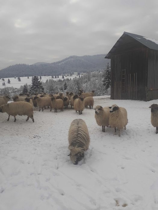 vand 20 de oi pe ales