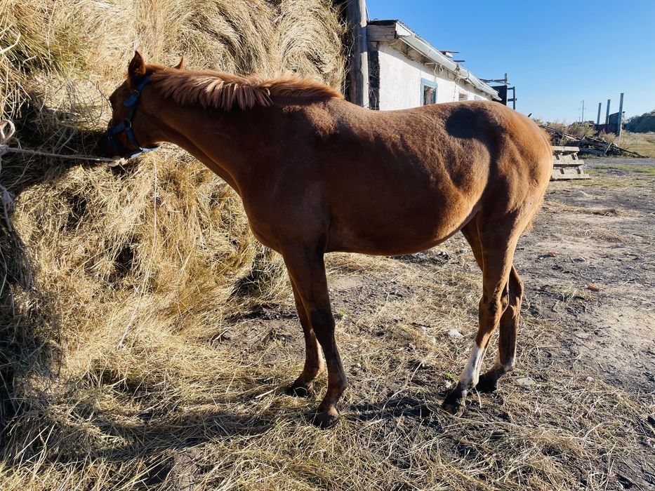 Продается Чистокровный