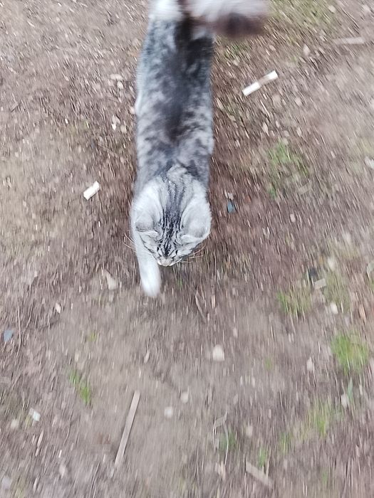 Кошка породистая продам