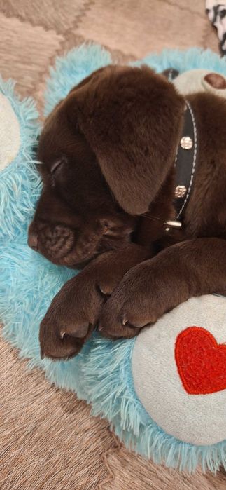 Продам щенка шоколадного лабладора