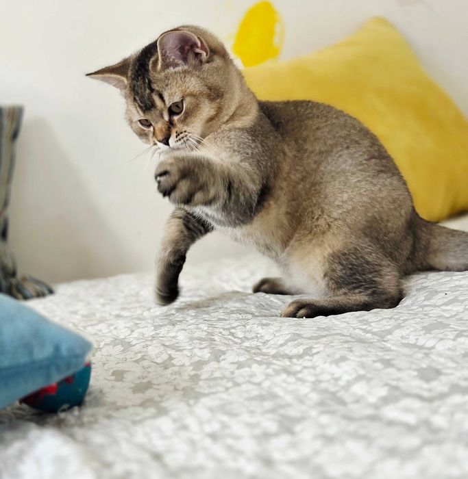 British shorthair cu pedigree motanel