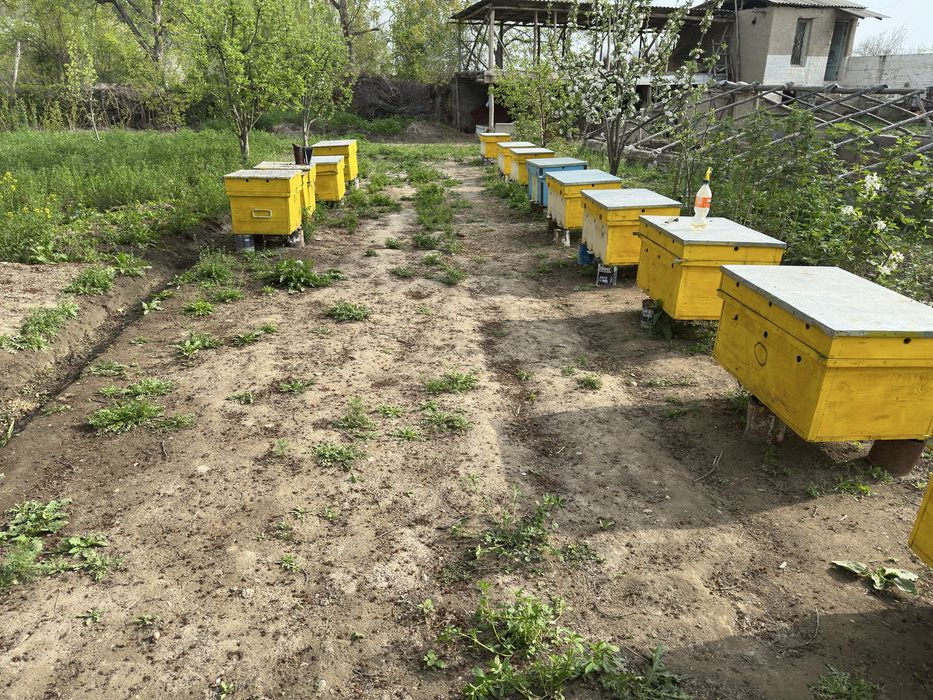 Asal ari paket semiya rasplot асал ари сотилади пакет семия расплод