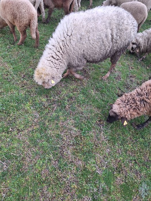 Oii de vanzare si carlanii