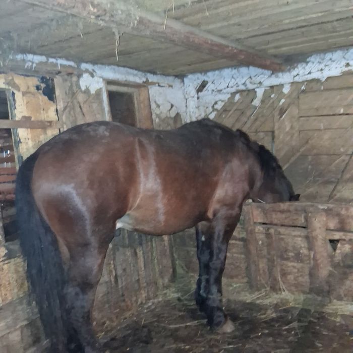 Vand noaten de 1 an si 11 luni