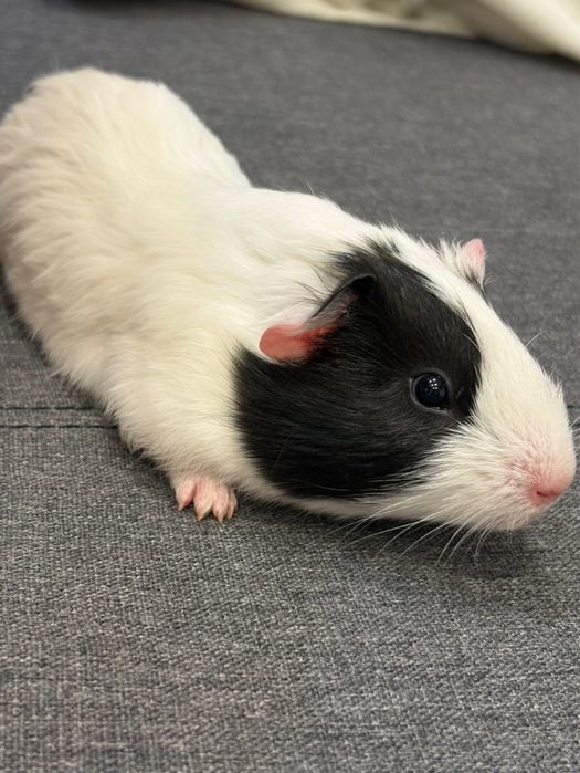 Vand porcusori de guineea