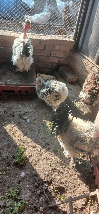 Мини кохин петлета и къдрави