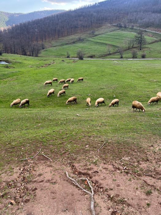 Овци за дамъзлък