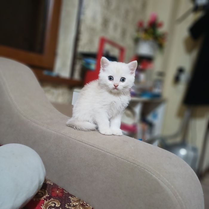 Шотландский скоттиш страйт мальчик