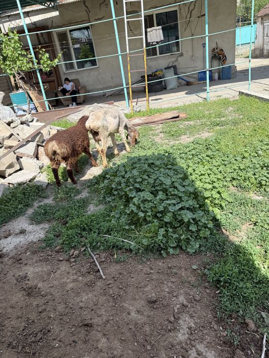 Продам откормленных баранов