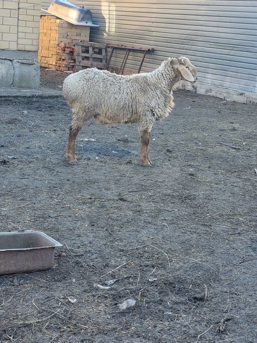 Кошкар породы Арашан