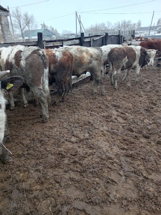 Продам 6 бычков годовалых