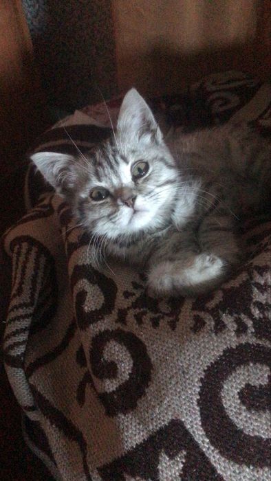 Британский котенок мальчик 2 месяца