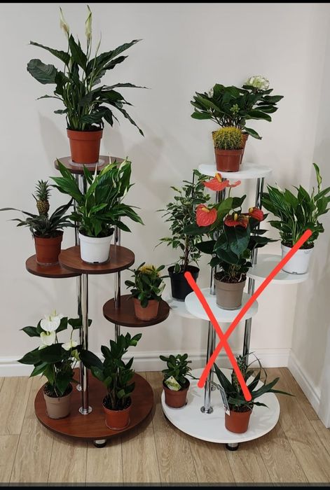 Живые комнатные цветы в ассортименте