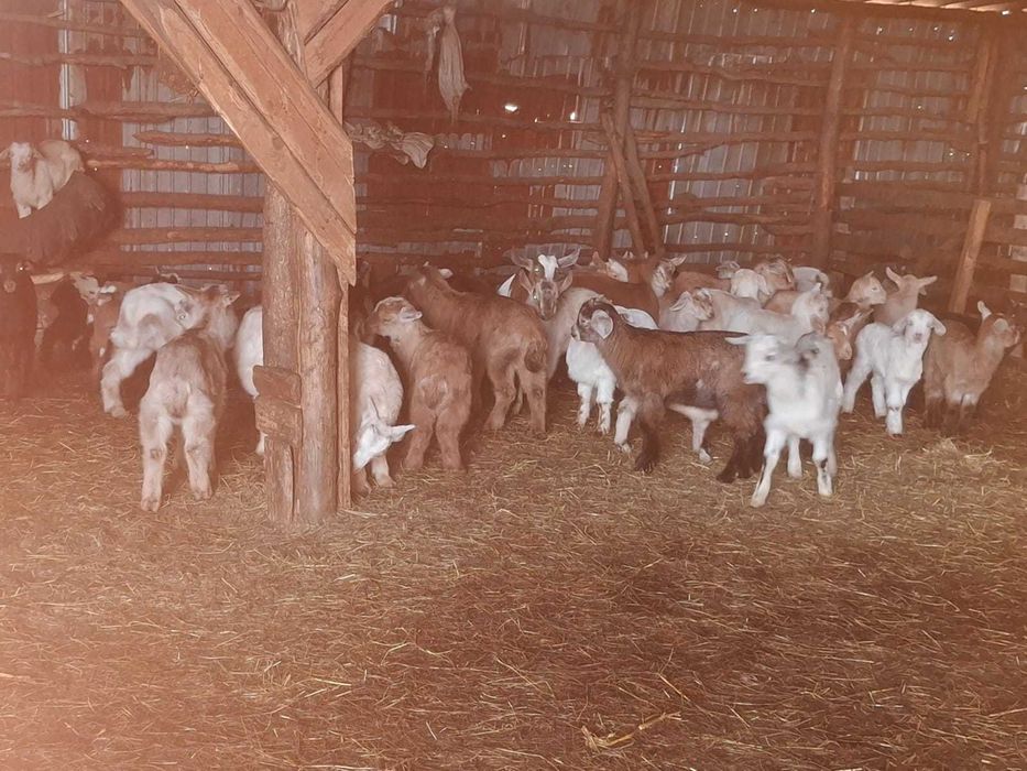 Miei și iezi de vânzare