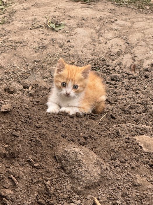 Срочно отдам котят