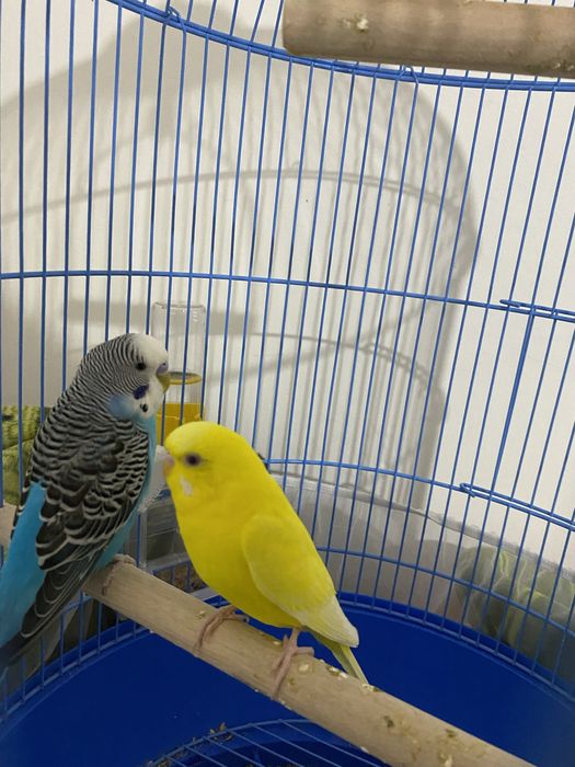 Продам попугай  , 2