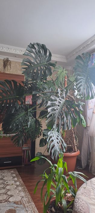 Цветок комнатный Монстера