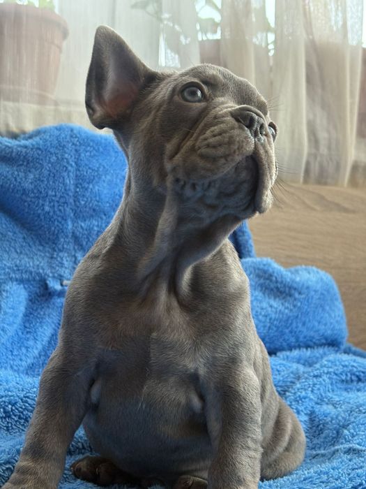 Френски булдог blu ten