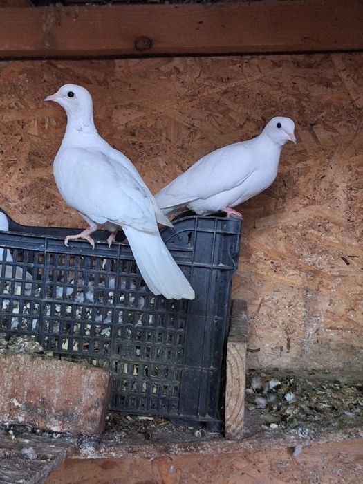 Turturelelor rozătoare albe tineret