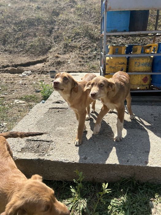 Căței spe adoptie