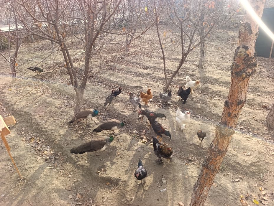 Zotdor kulangi shamo xo'roz va tovuqlar sotiladi. Bramolar ham bor.