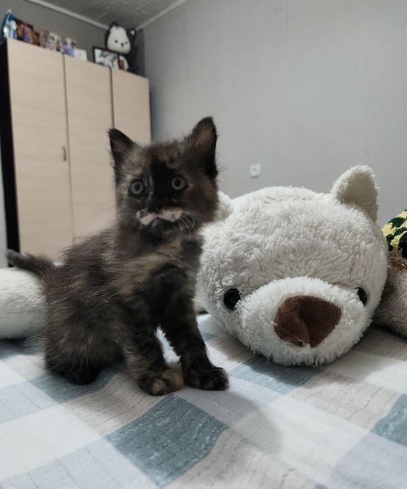 Отдам котёнка бесплатно