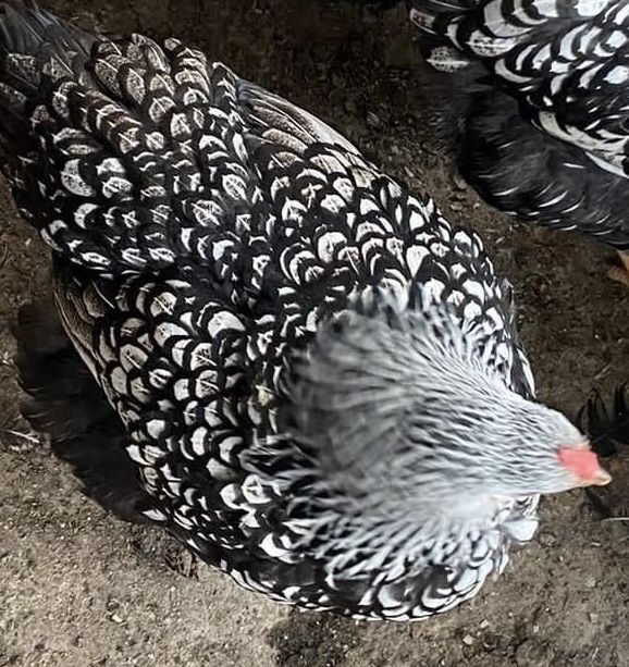 Разплодени яйца от Сребърен Виандот