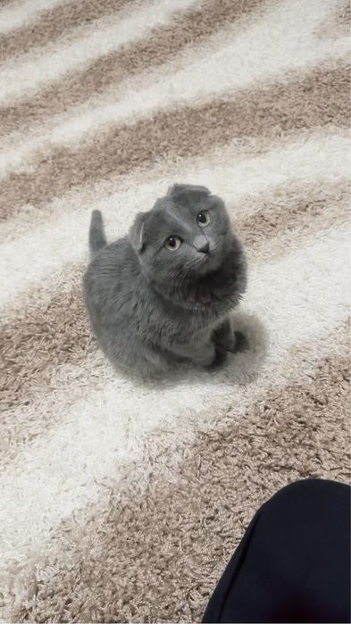 Шотланская веслаушка девачка