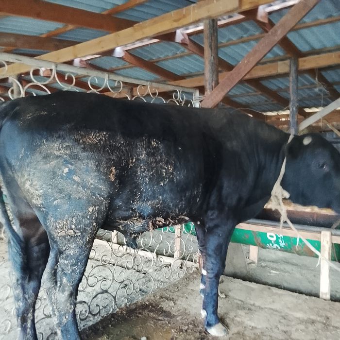 Бұка жағдайлары жаксы