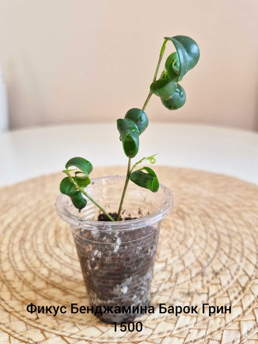 Фикусы Бенджамина Барок Грин и Кинки Грин
