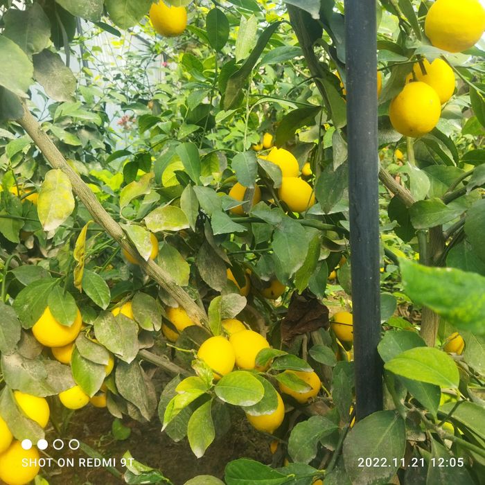 Лимон мандарин апилсин кумкуват мидопка кучатларимиз екишга таййор