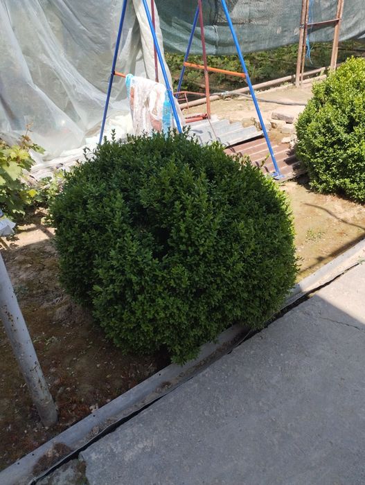 Шамшод 15 йиллик