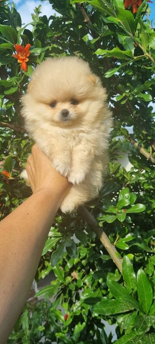 Померан померанчета