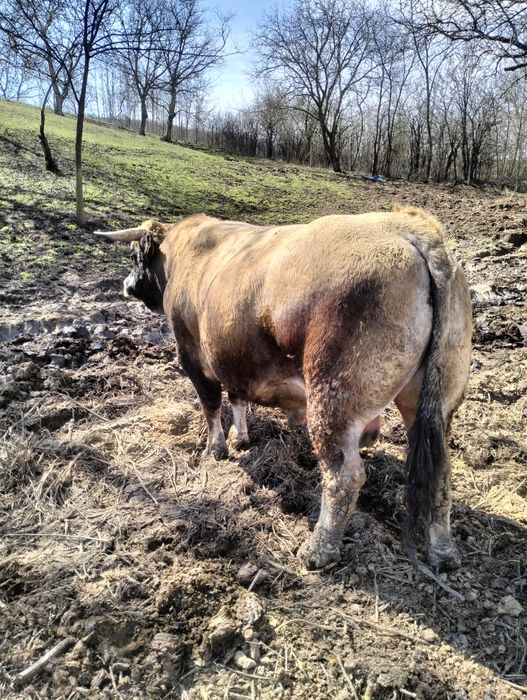 Taur Aubrac de vânzare