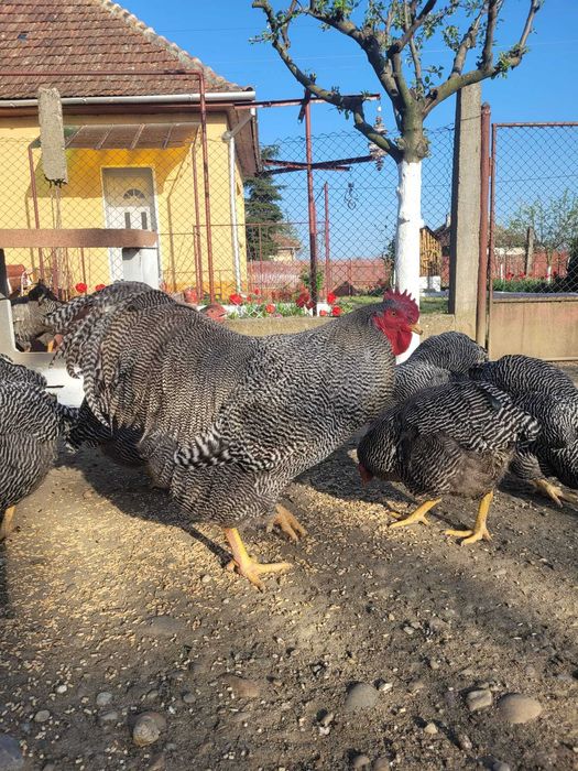 Vand oua  plymouth rock barat!
