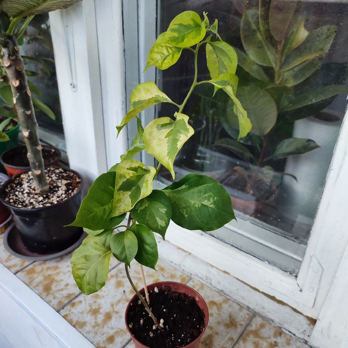 Комнатные растения