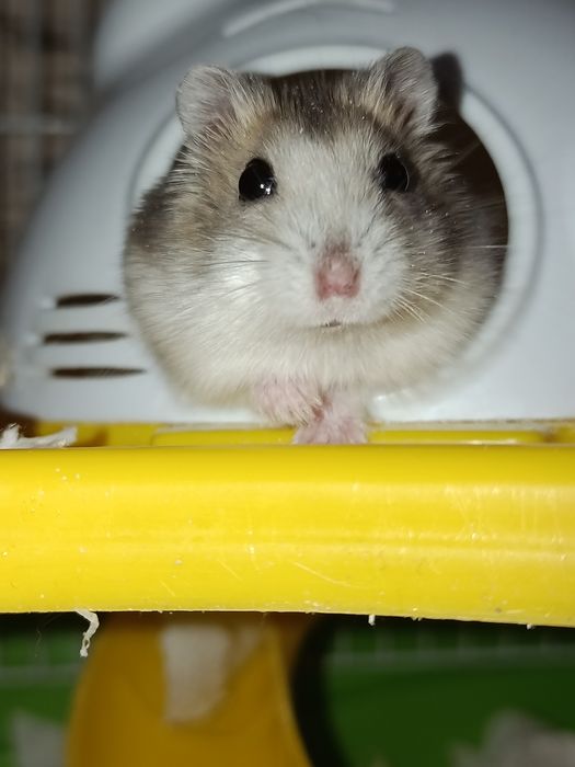 Джунгарские хомяки