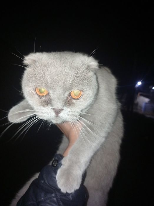 Scotish strayt ogl bola 1 yosh privkasidan otgan