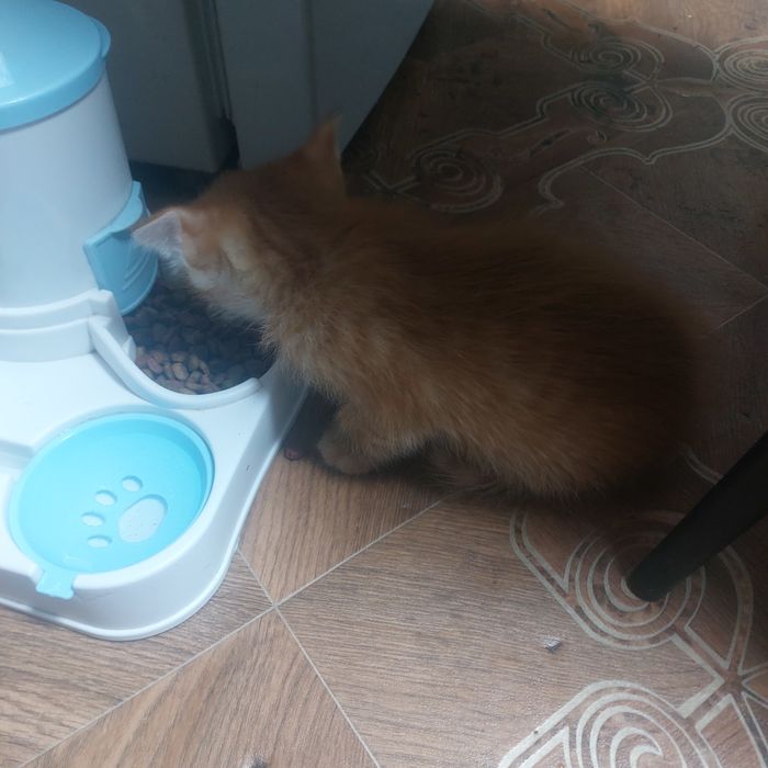 Отдам котят маленьких
