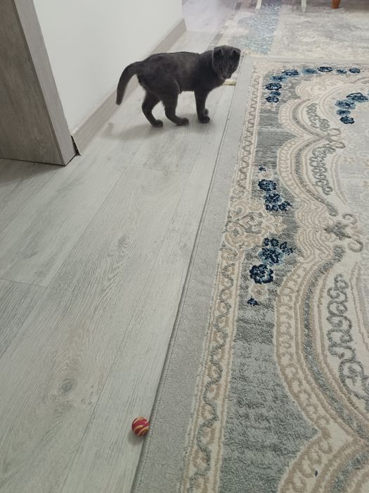 Акылды еркек мысык