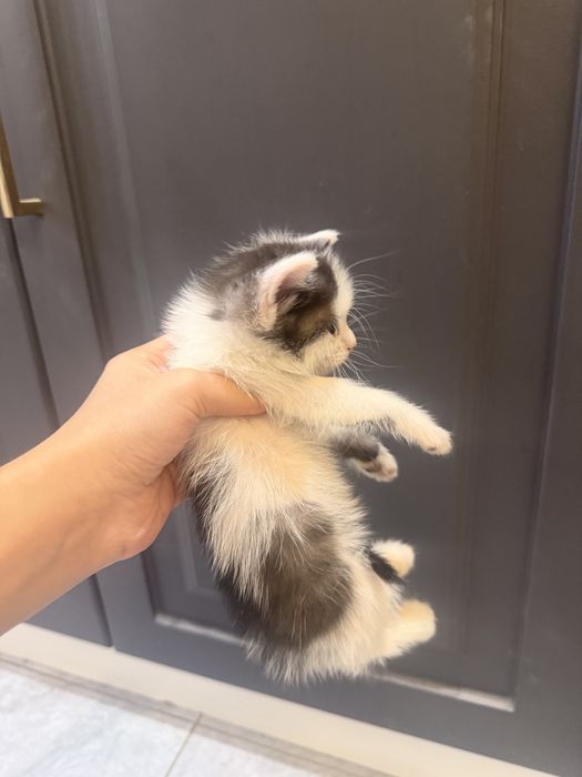 котятааа 1 месяц