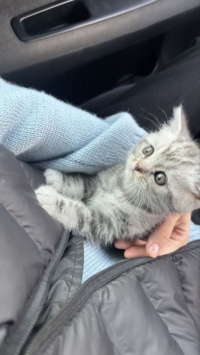 продается скоттиш страйт