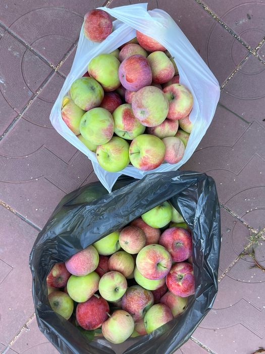 Продам сочные дачные свежие яблоки