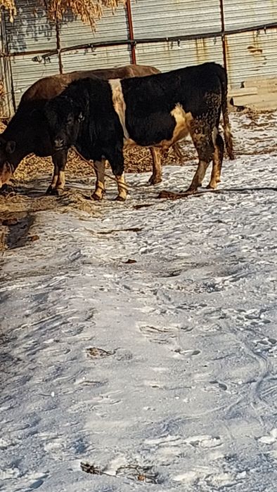 Продам быка Голштинской породы