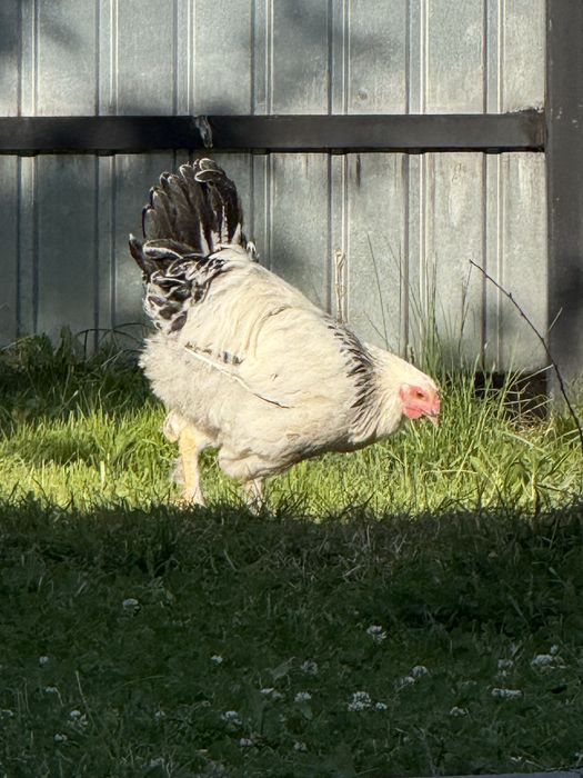 Vand cocosi crescuti acasa