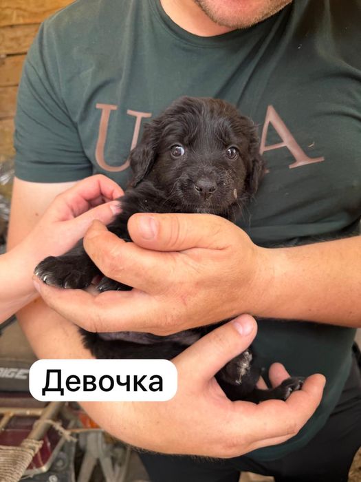 Отдам в добрые руки