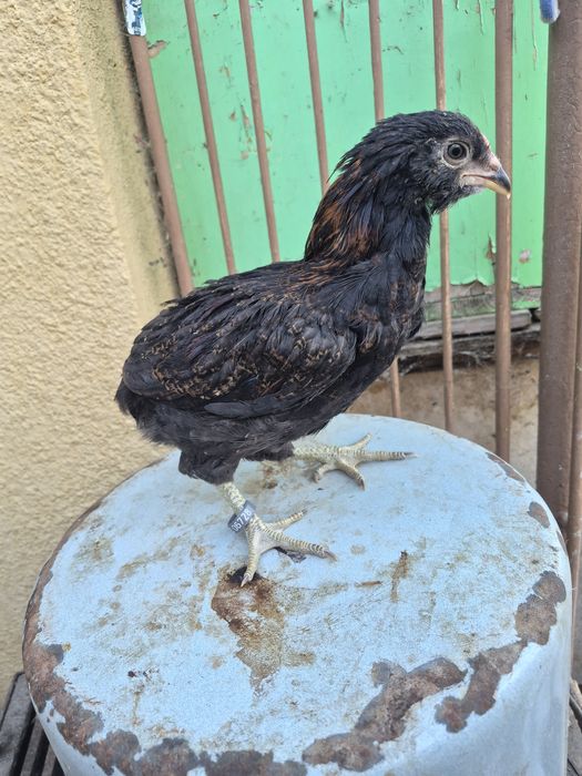 cocosi de vânzare