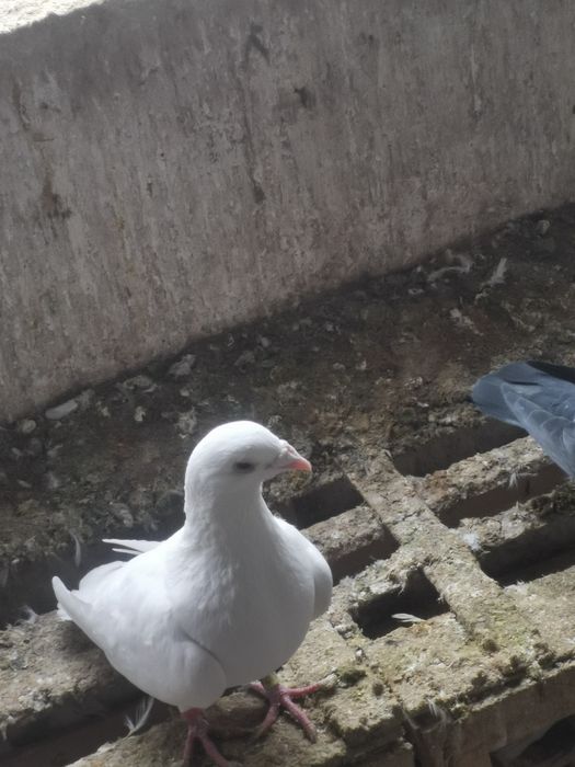 Porumbei Voiajori albi