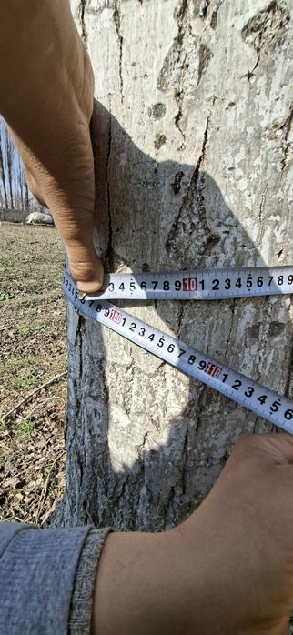 Терак сотилади. 200 дона