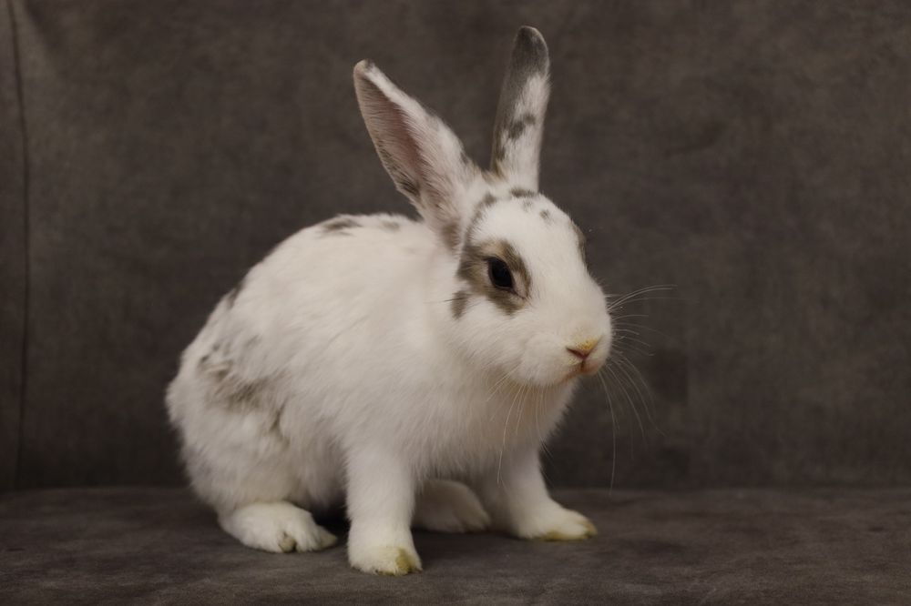 Продаю кролика домашнего